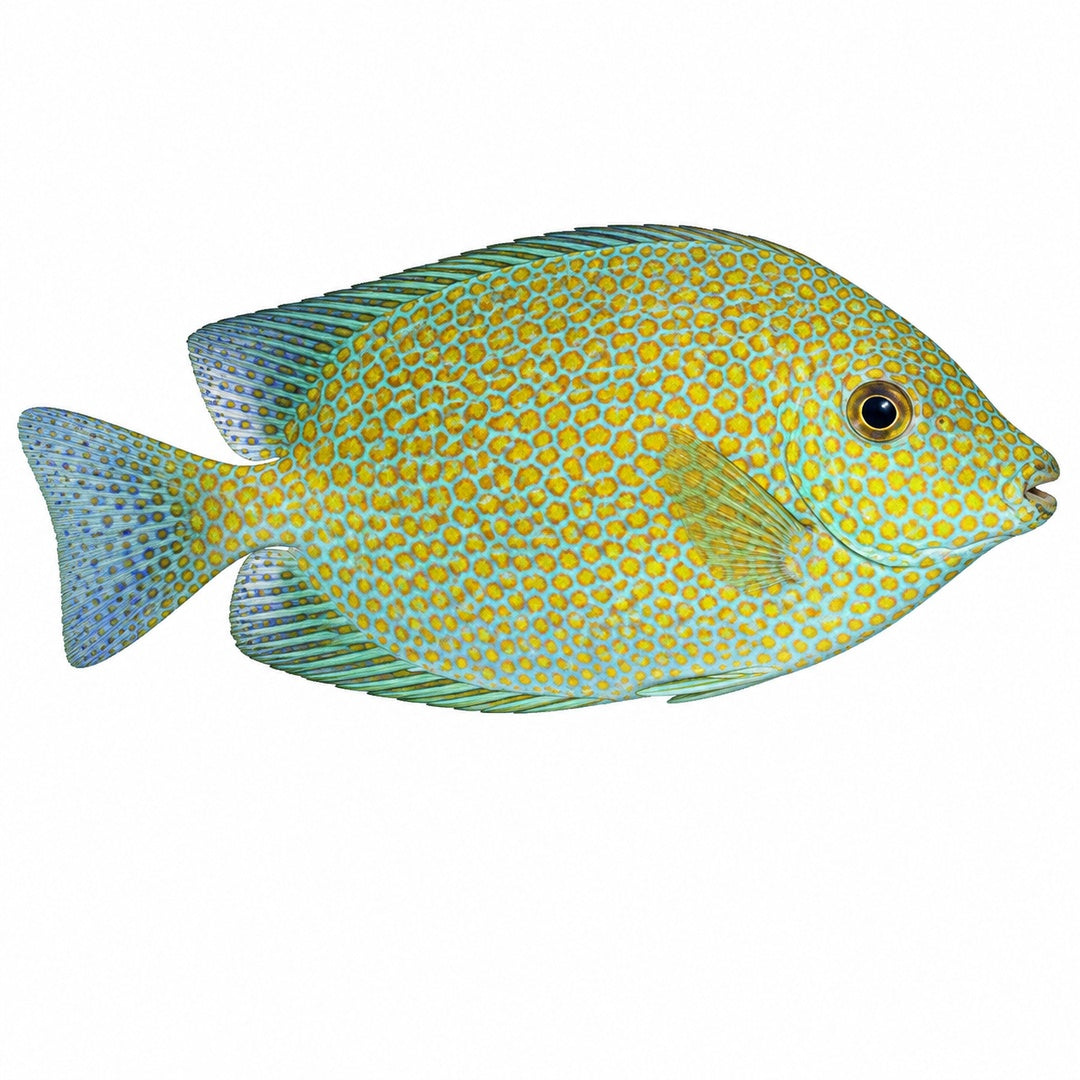 Gold Spotted Rabbitfish