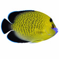 Goldflake Angelfish