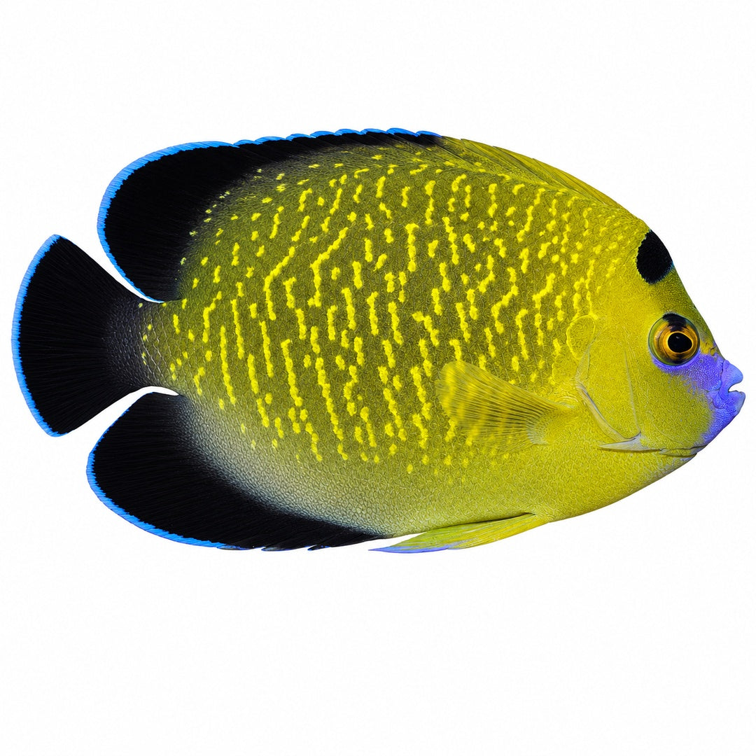 Goldflake Angelfish
