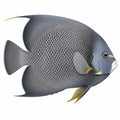 Grey Angelfish