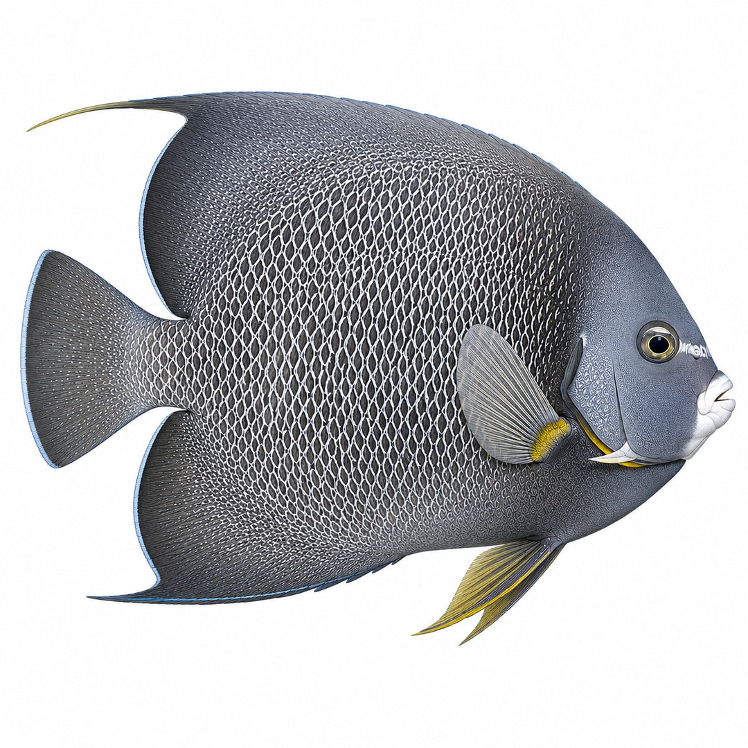Grey Angelfish