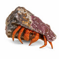 Halloween Hermit Crab