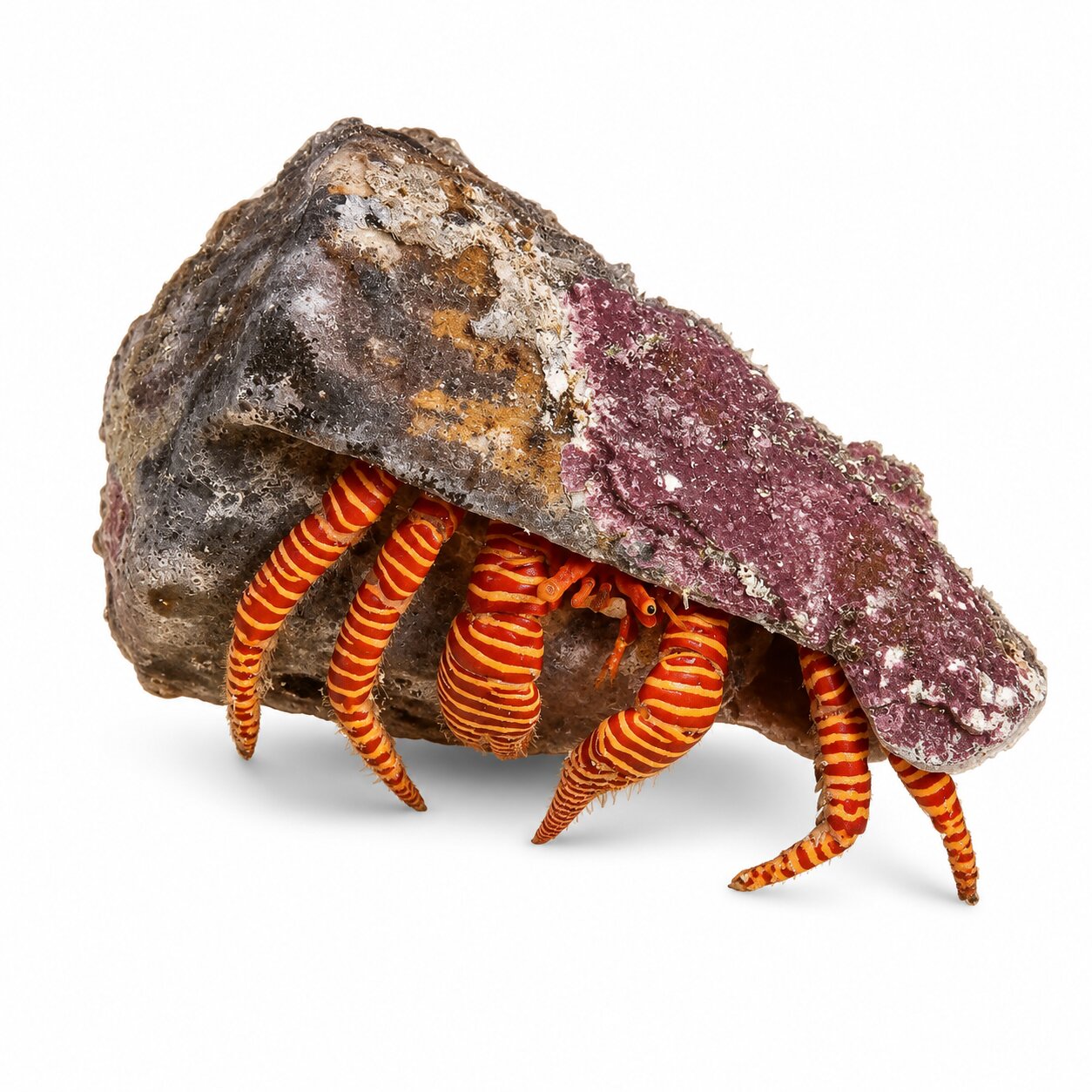 Halloween Hermit Crab