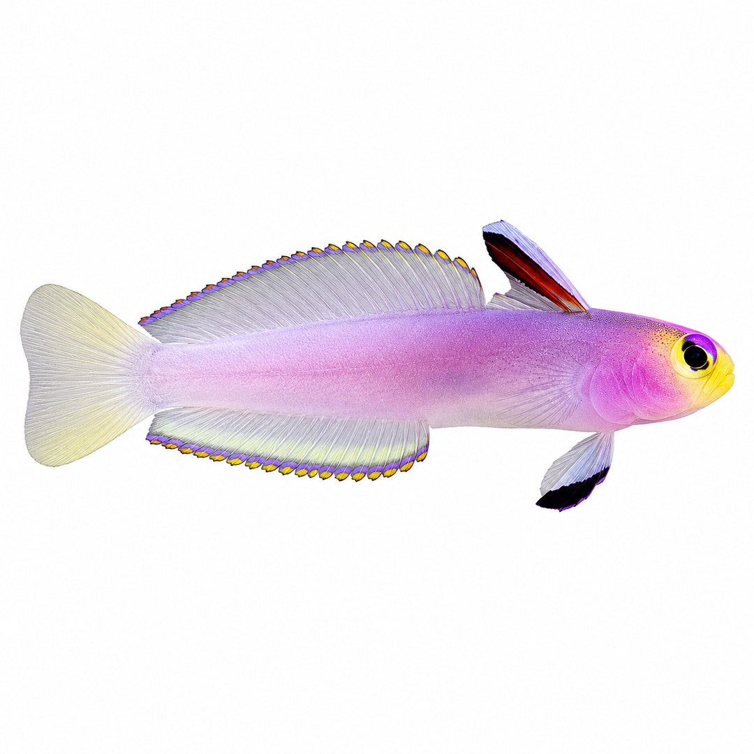 Helfrichi Firefish