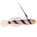 Hi Fin Red Banded Goby