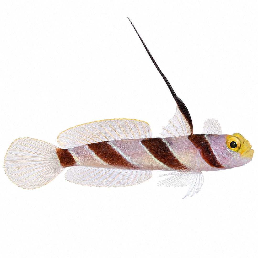 Hi Fin Red Banded Goby