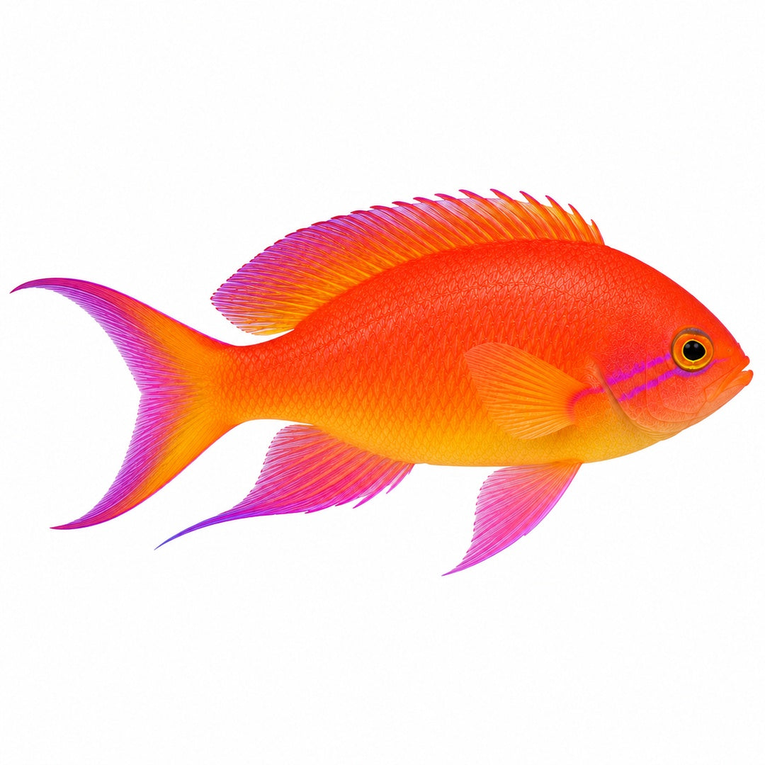 Ignitus (Flame) Anthias