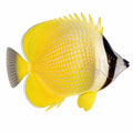 Klein's Butterflyfish