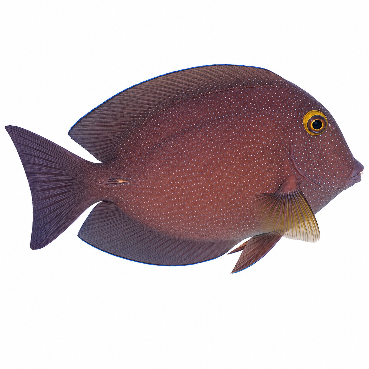 Kole Tang