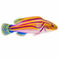 Laboute's Fairy Wrasse