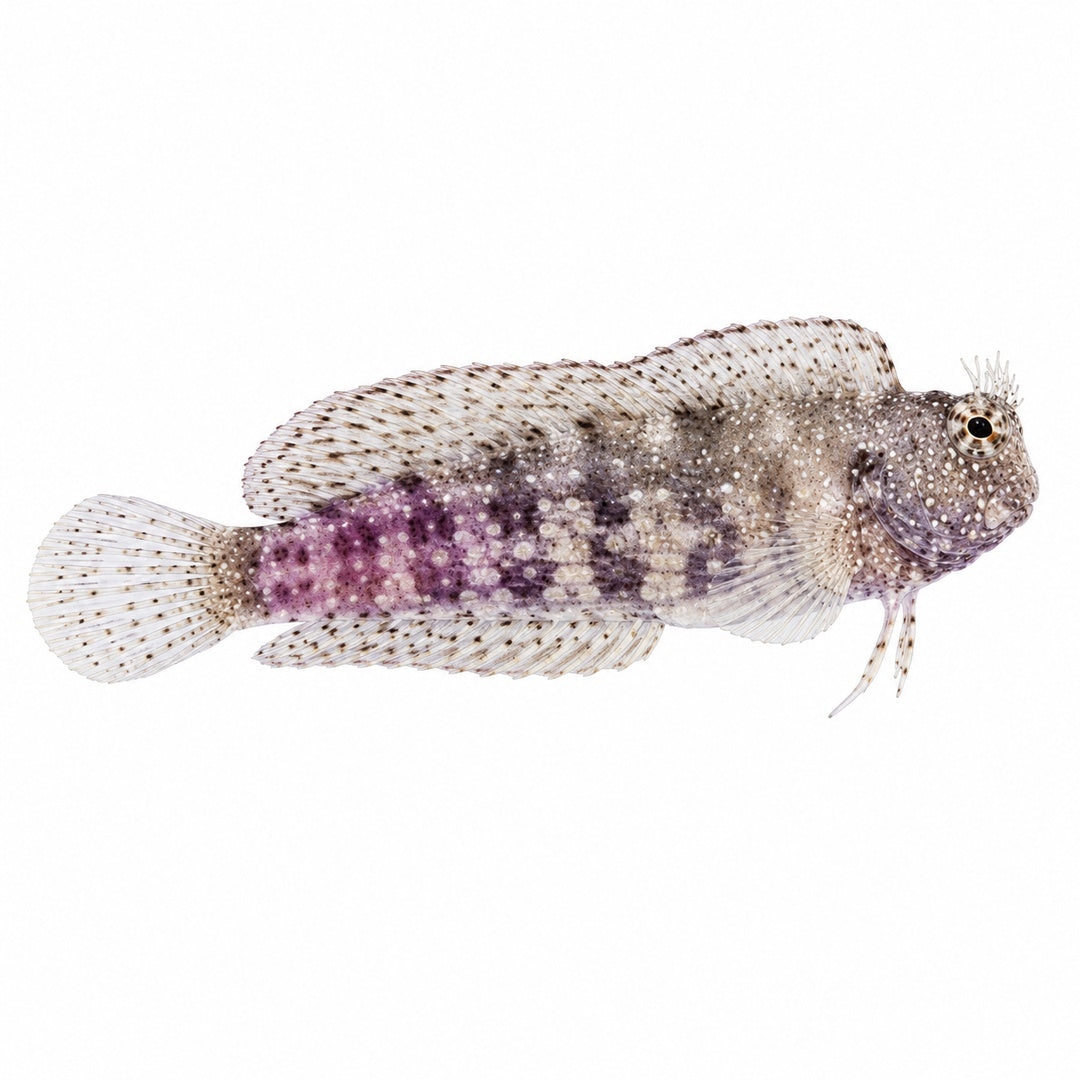 Lawnmower Blenny