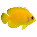 Lemonpeel Angelfish