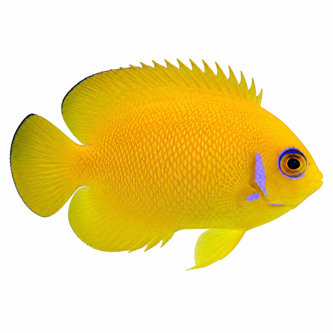 Lemonpeel Angelfish