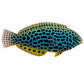 Leopard Wrasse