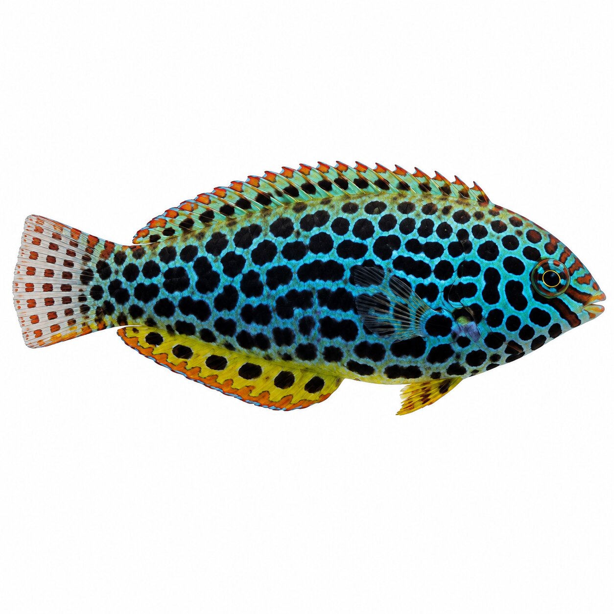 Leopard Wrasse
