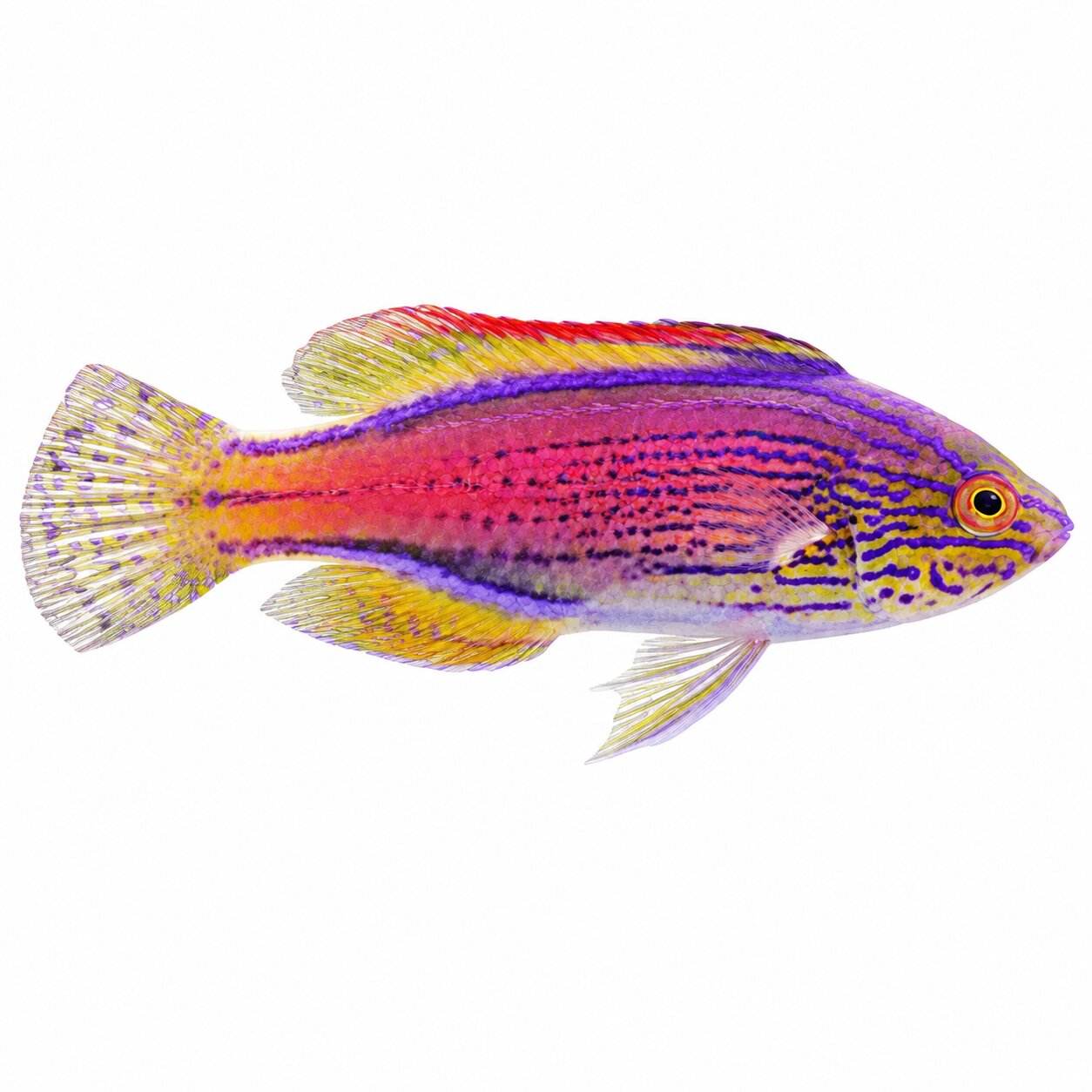 Lineatus Fairy Wrasse