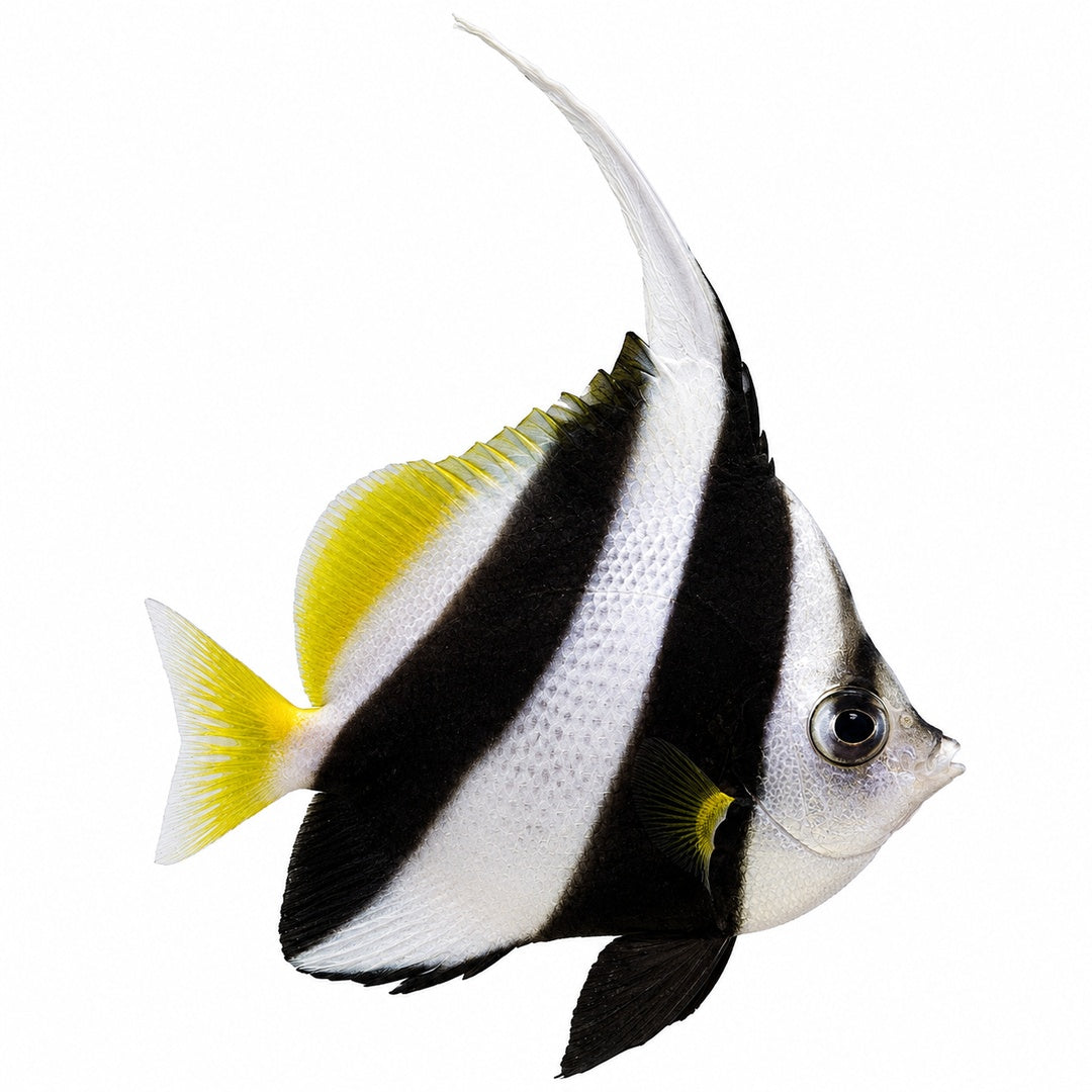 Longfin Bannerfish