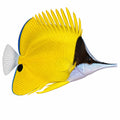 Yellow Longnose Butterflyfish