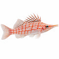 Longnose Hawkfish