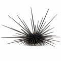 Longspine Urchin