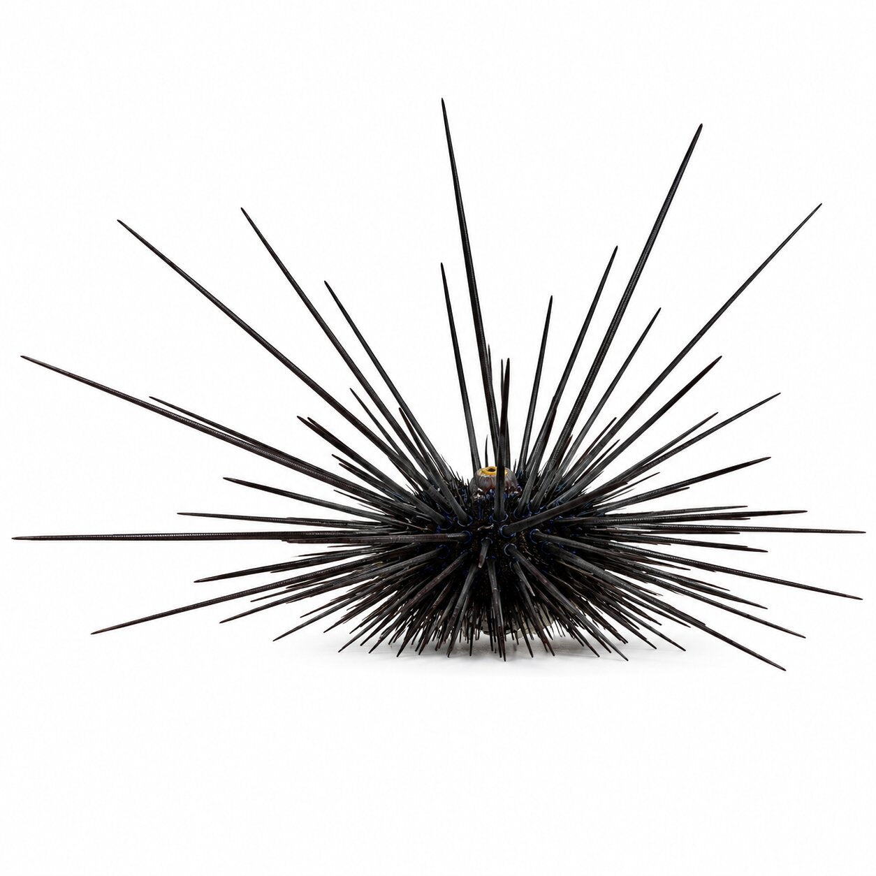 Longspine Urchin