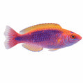 Lubbock's Fairy Wrasse