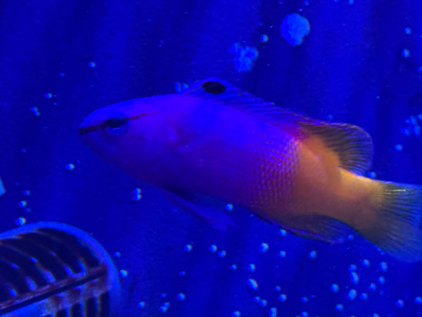 Fish in an aquarium with a blue light