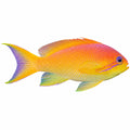 Lyretail Anthias