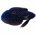 Marine Betta