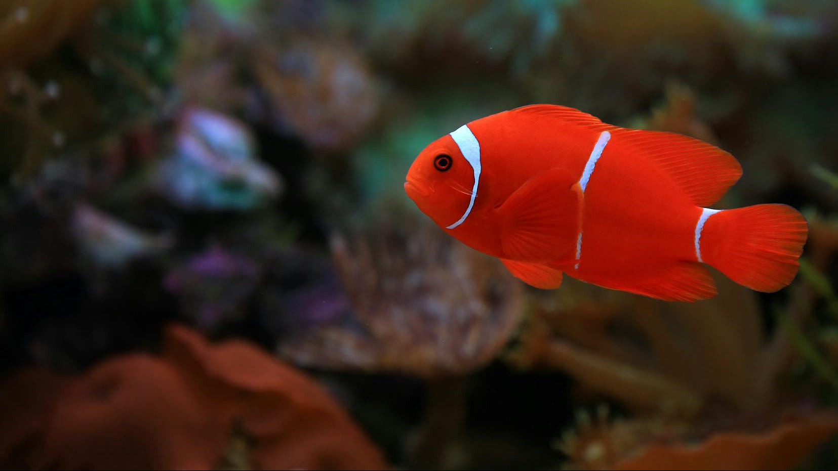 Red clownfish swimming among coral in an aquarium setting