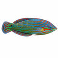 Melanurus Wrasse