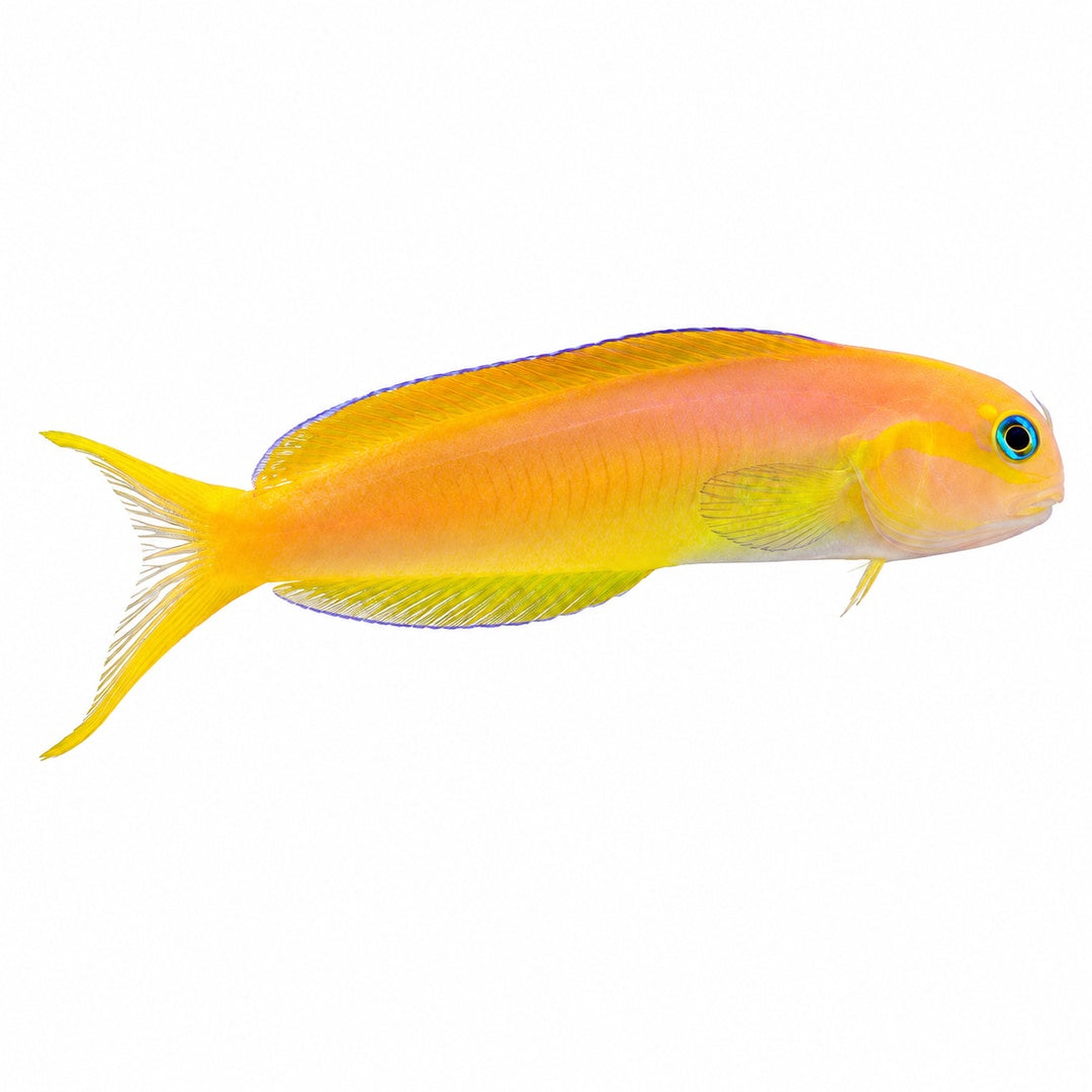 Midas Blenny