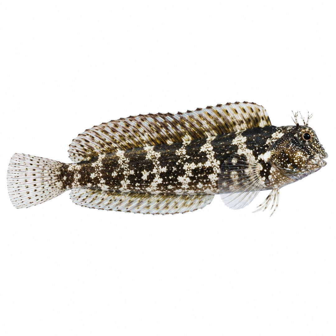 Molly Miller Blenny