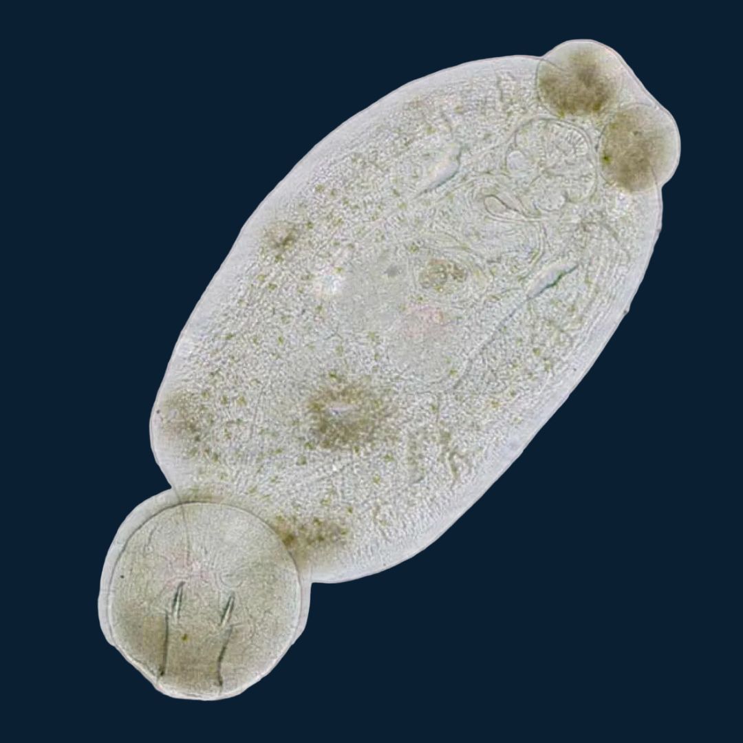 Microscopic view of a tardigrade on a dark blue background