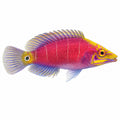 Mystery Wrasse