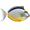 Naso Tang