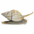 Nassarius Snail