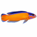 Neon Dottyback