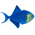 Niger Triggerfish