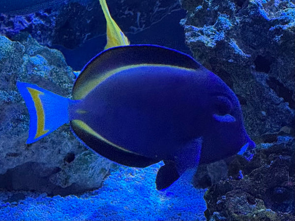 Colorful fish with a white background