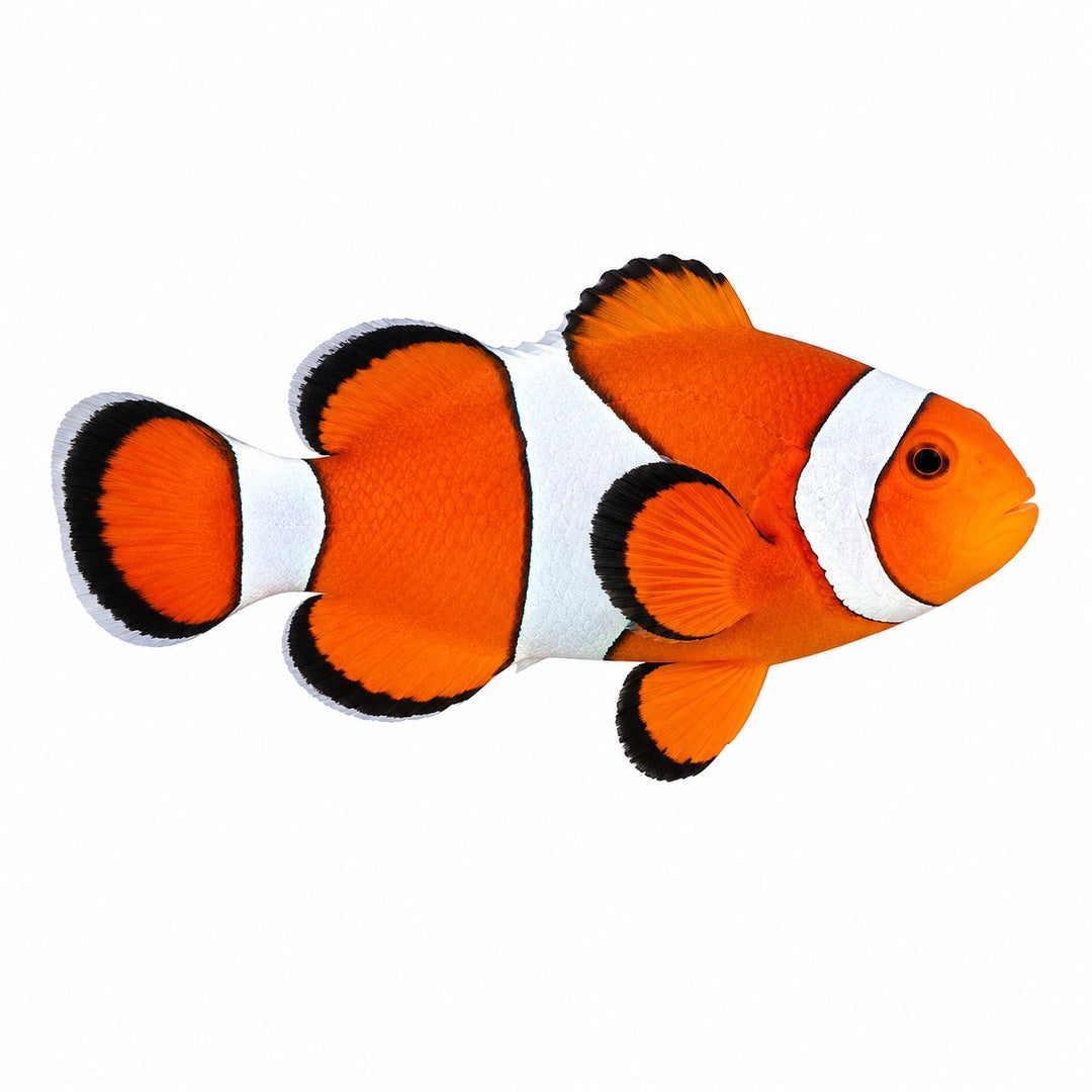 Ocellaris Clownfish