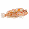 Orange Spotted Blenny