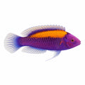 Orange Back Fairy Wrasse