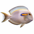 Orange Shoulder Tang