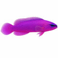 Orchid Dottyback
