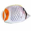 Pearlscale Butterflyfish