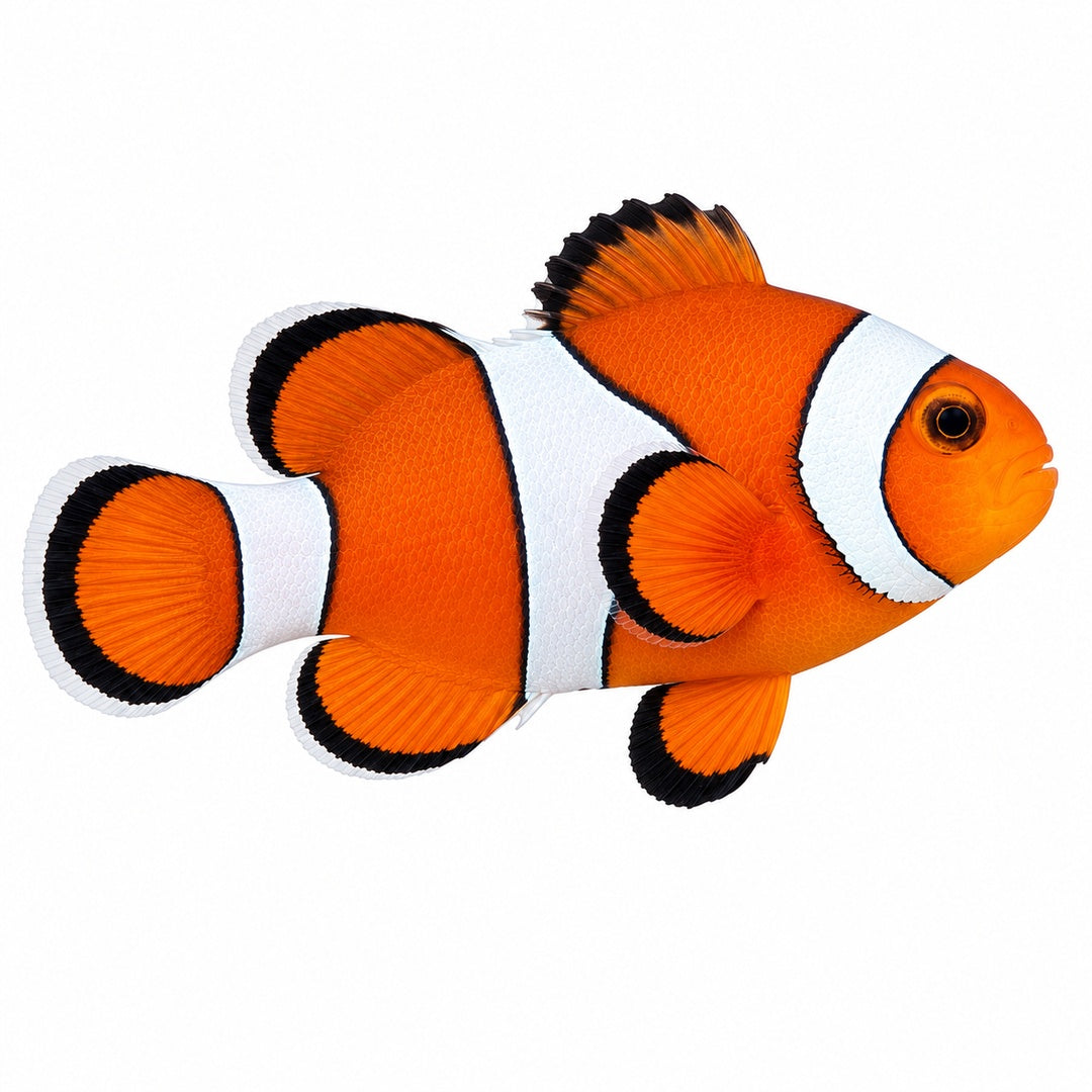 Percula Clownfish