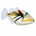 Picasso Triggerfish