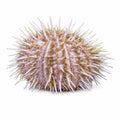 Pincushion Urchin