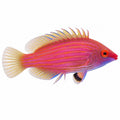 Pink Streaked Wrasse